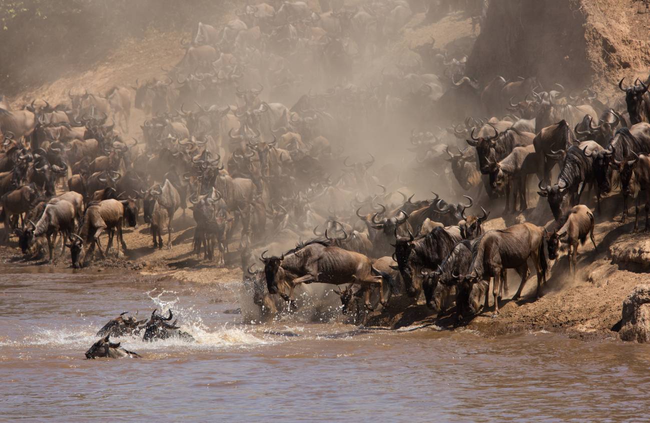 Los animales que migran viven rápido y mueren jóvenes