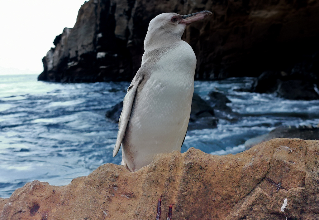 Un «raro» pingüino blanco fue descubierto en islas ecuatorianas de Galápagos