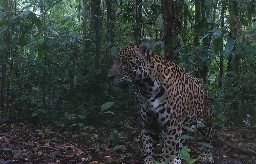 WWF lanza una estrategia continental para proteger al jaguar