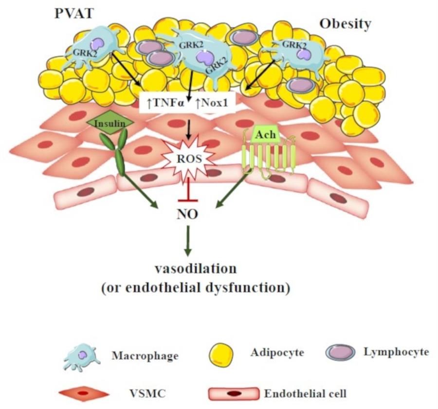 Descubren mecanismo para prevenir el daño vascular inducido por la obesidad