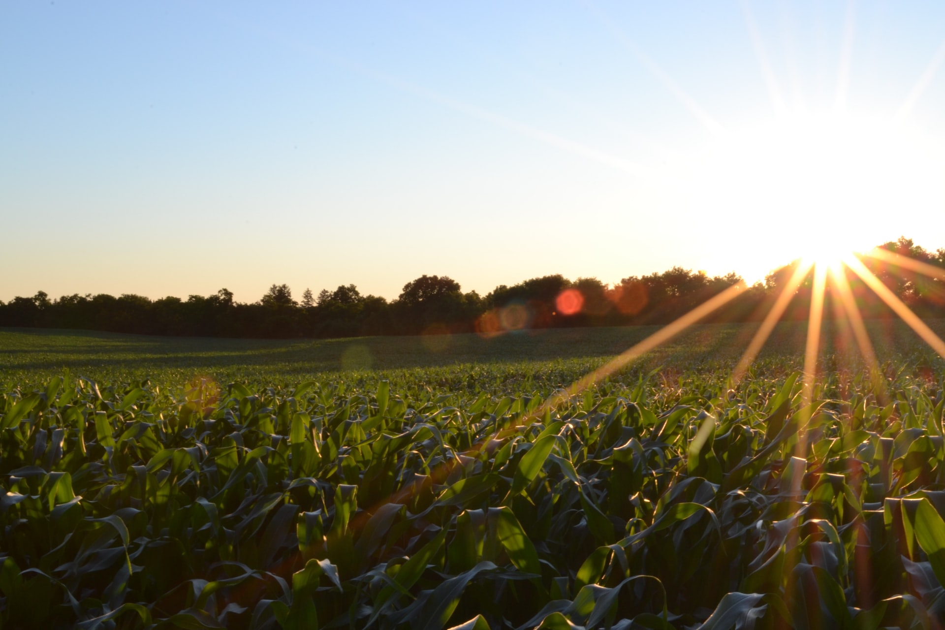 Expertos resaltan contribución de la biotecnología a la alimentación mundial