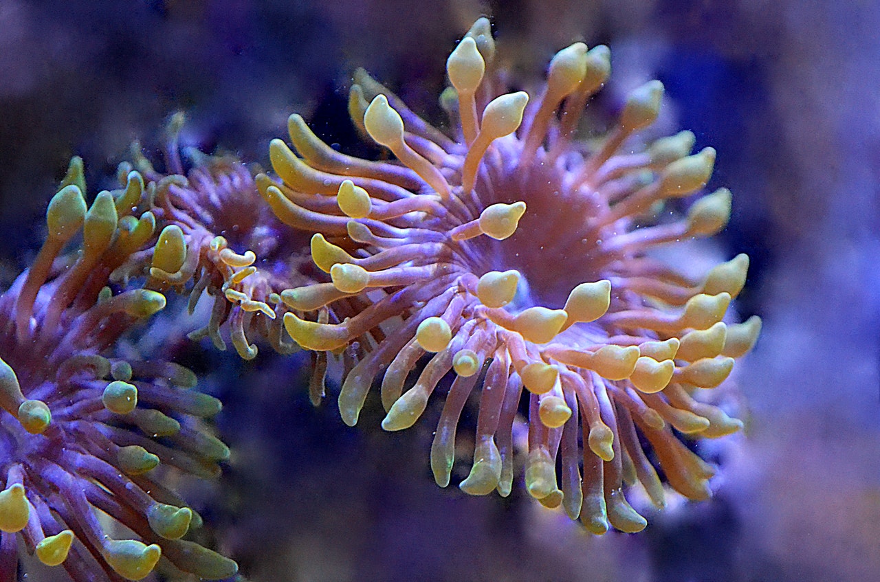 El calentamiento del mar mata a las esponjas del Mediterráneo oriental