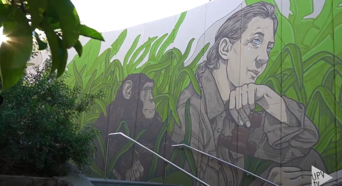  Un mural para Jane Goodall; pionera en el estudio moderno de chimpancés 