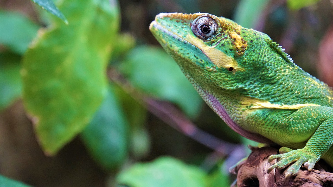 Cuidar de la biodiversidad del planeta podría asegurar la salud humana