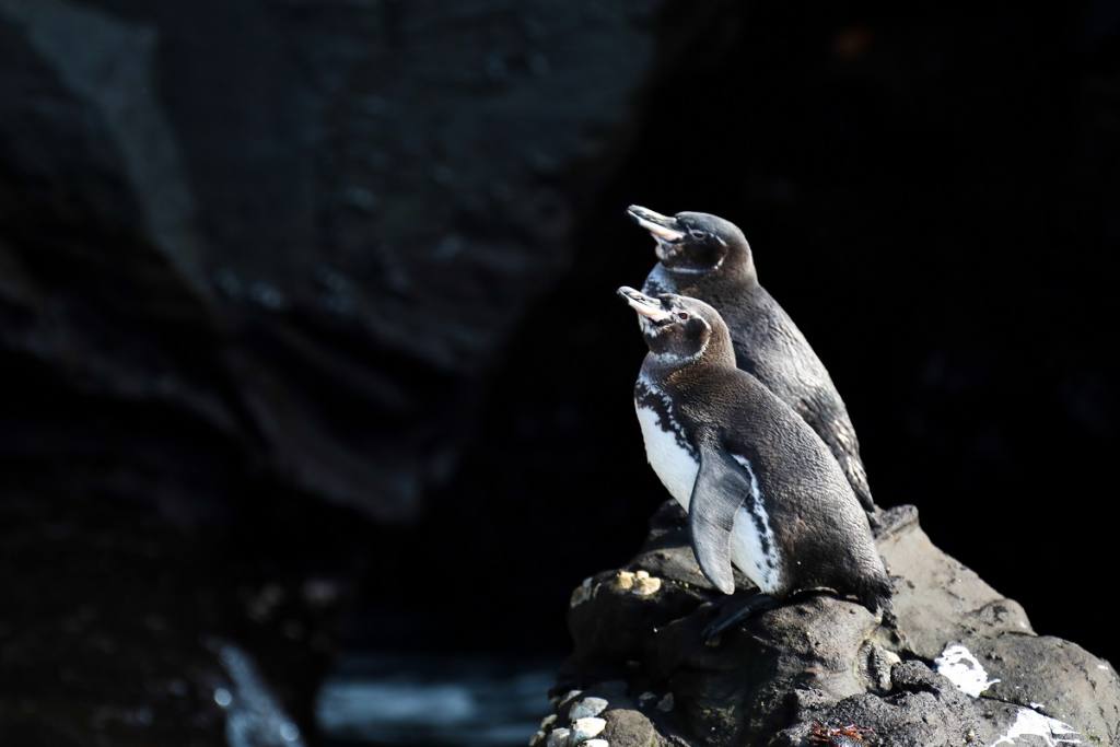 Dos especies de aves en Galápagos se conservan e incrementan su población