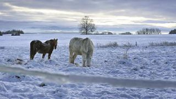 Caballos que sanan las heridas del alma provocadas por la pandemia