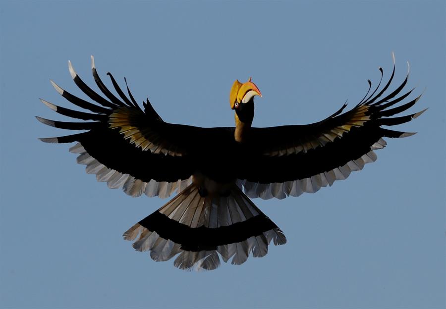 Cazadores furtivos y la deforestación amenazan a «tucán asiático» en Birmania