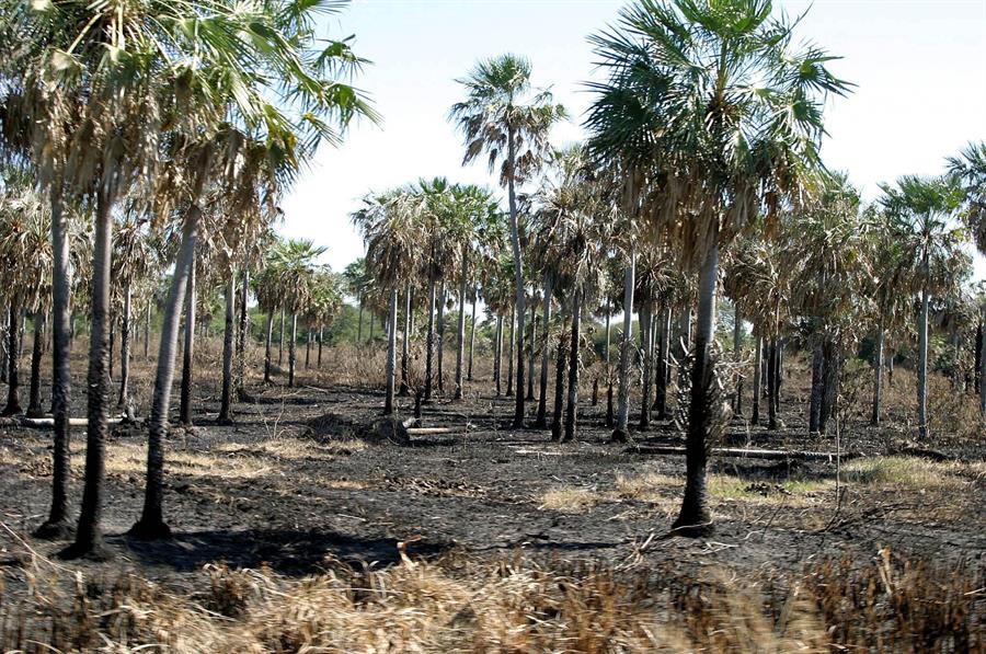 Diputados aprueban la extensión de la ley de deforestación cero en Paraguay