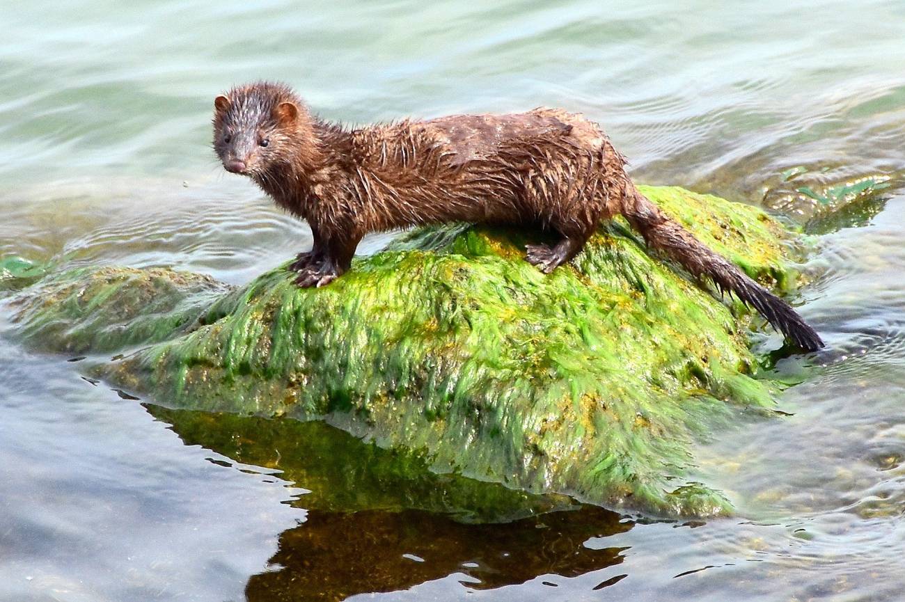 Detectado el primer caso de coronavirus en un animal silvestre