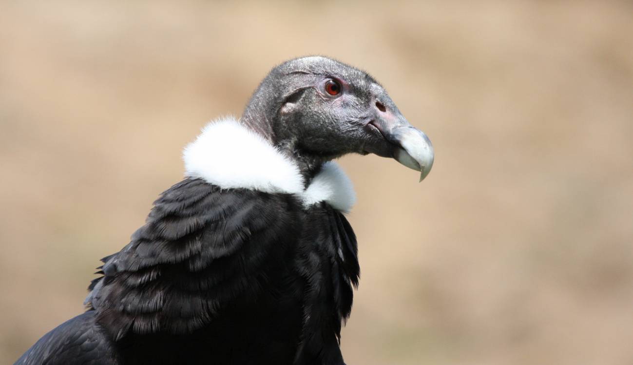 La nueva Lista Roja de Aves muestra un alarmante declive de rapaces