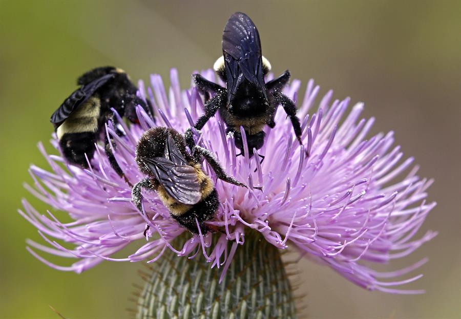 Los abejorros más grandes saben «fichar» a las mejores flores