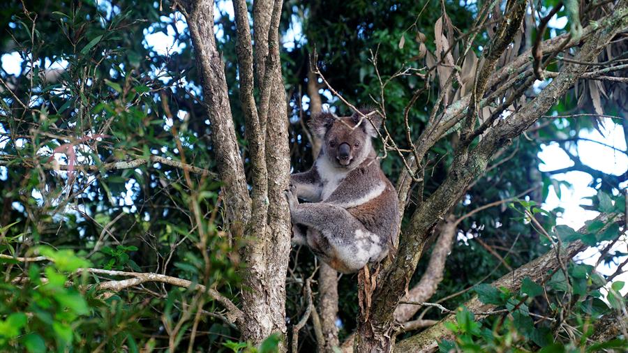 Unos 61.000 koalas víctimas de incendios del «Verano Negro» en Australia