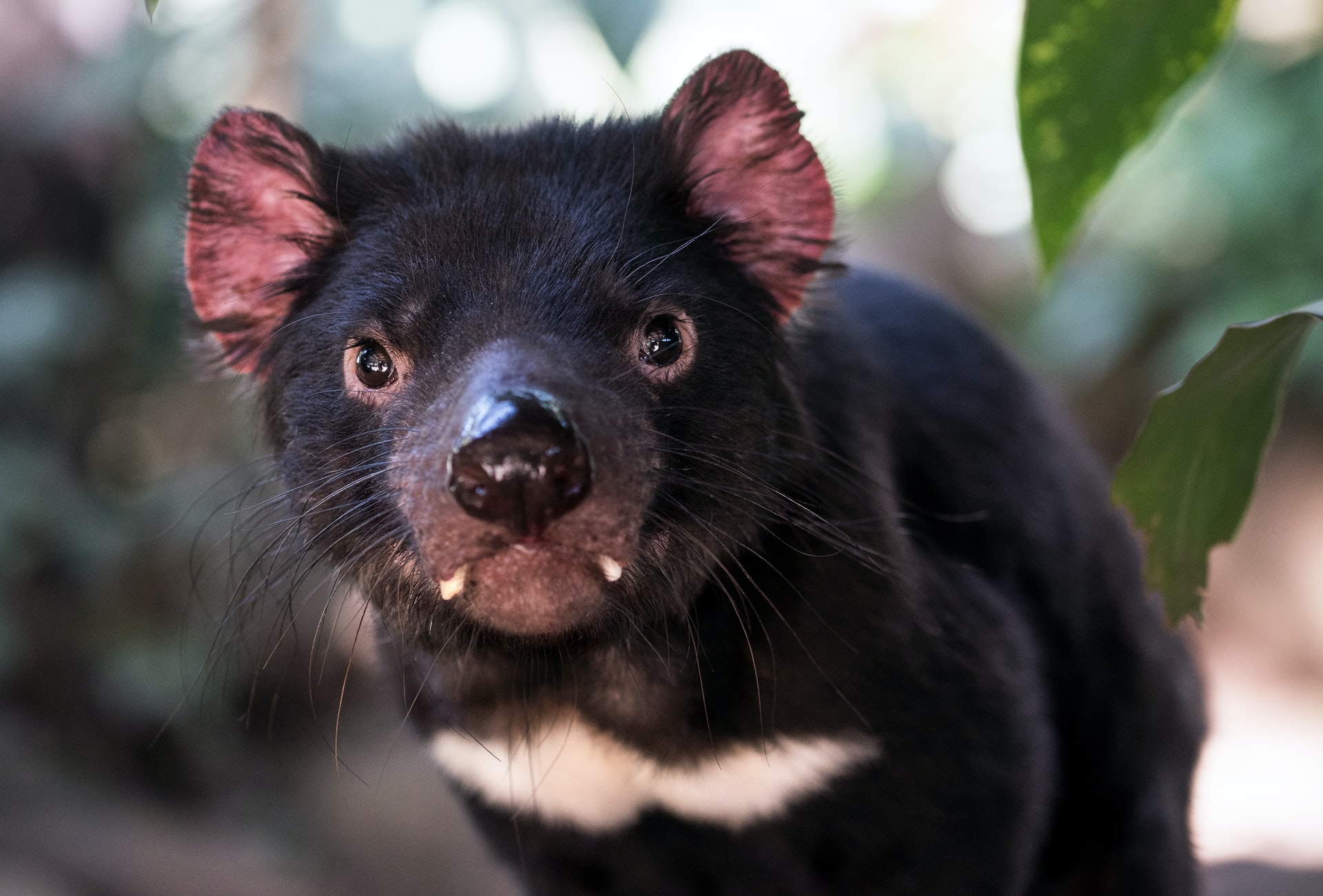 Propagación del tumor facial que aqueja al demonio de Tasmania se desacelera