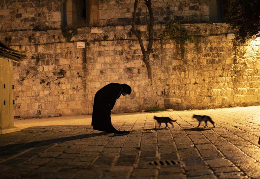 Hurones, gatos y civetas, los animales más susceptibles a contraer la COVID