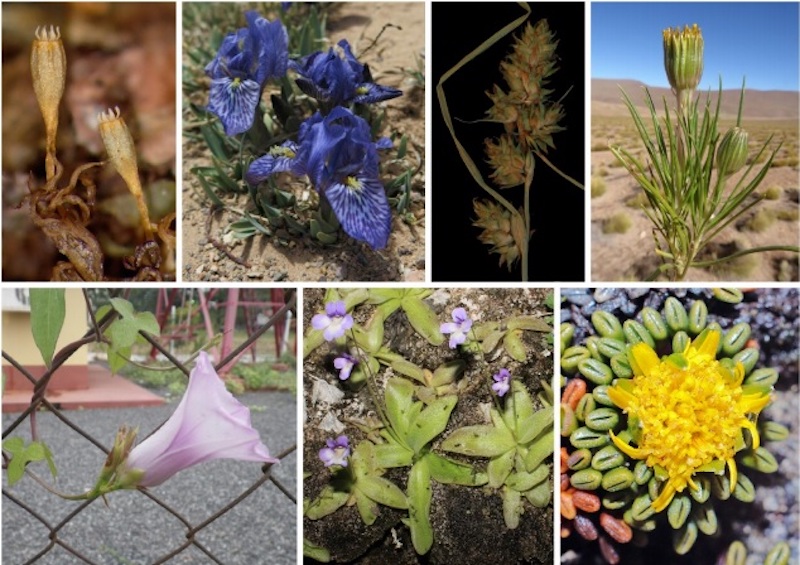 Los botánicos españoles han registrado 43 nuevas especies de plantas en 2020