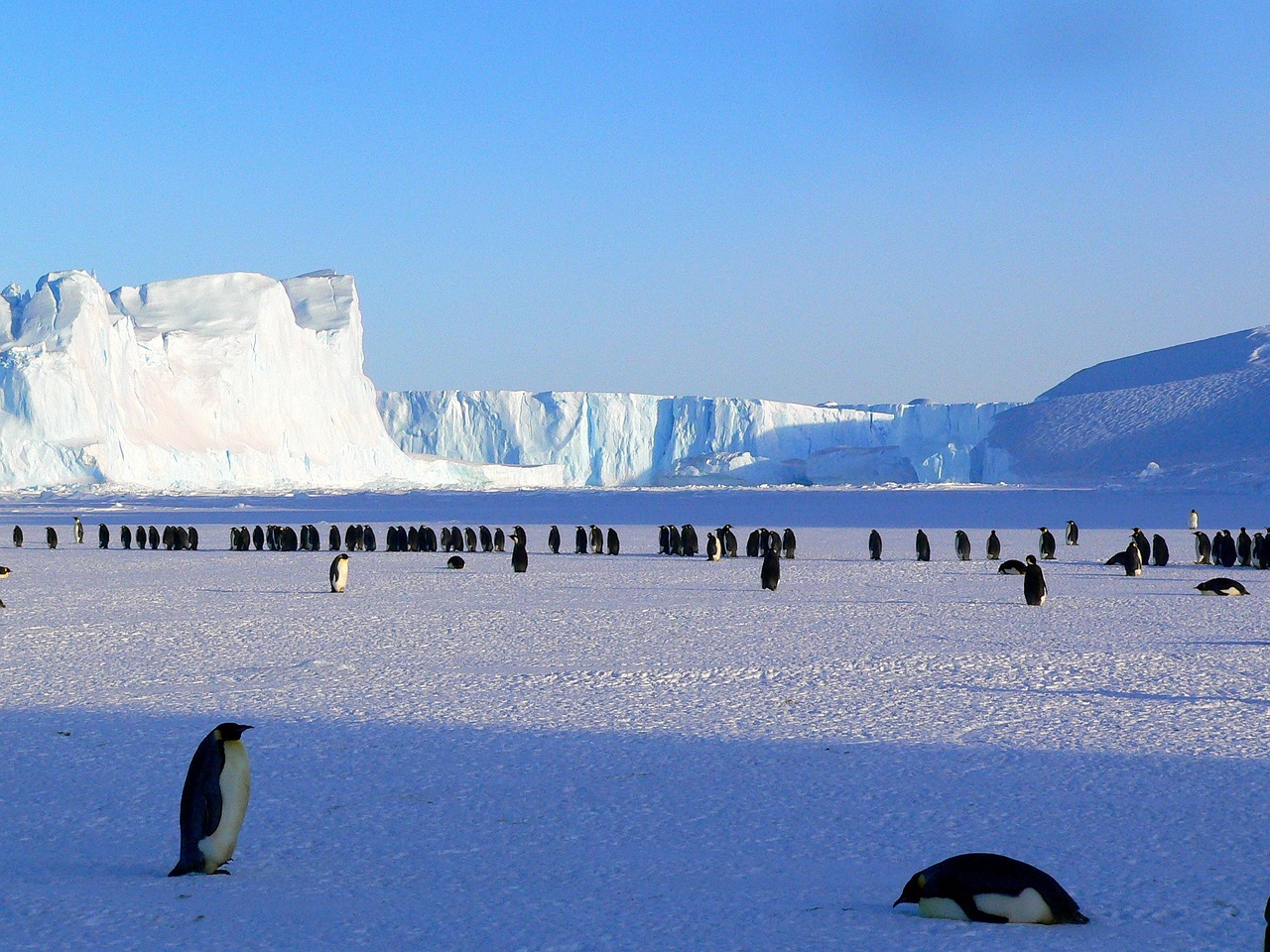 Animales y plantas desafían el frío del invierno