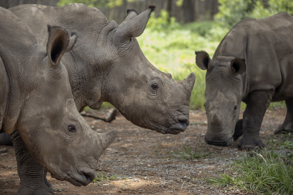 Los rinocerontes huérfanos hallan refugio en un recinto secreto de Sudáfrica