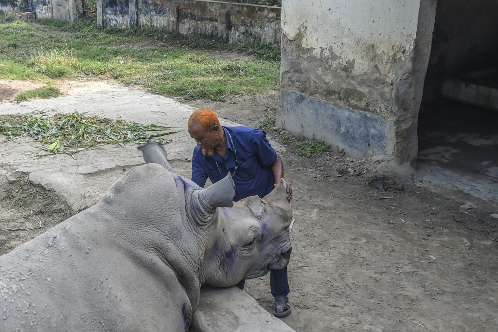 Kanchi, joven rinoceronte hembra en Bangladés, busca desesperadamente una nueva pareja