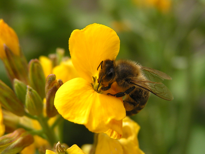 Descubierta en Brasil una nueva especie de abeja solitaria y polinizadora