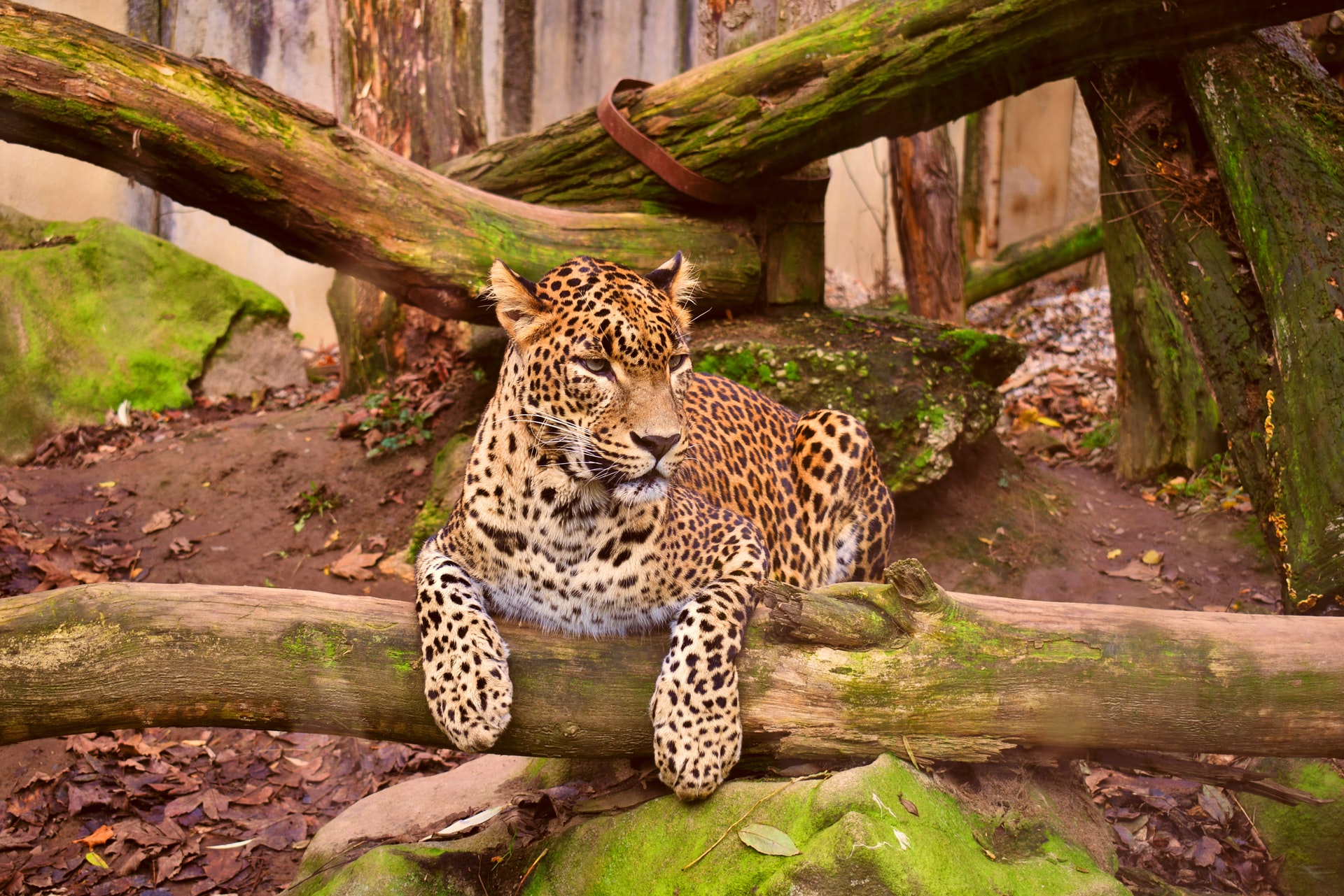 El zoológico de Belice sobrevive con donaciones para alimentar a los animales