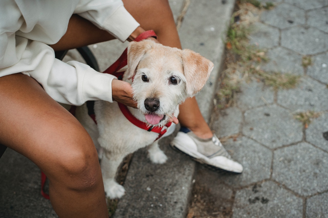 Las mascotas a domicilio, una nueva forma de adoptar