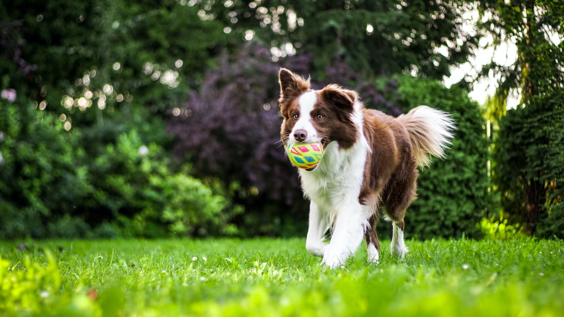 “Perrhijos”: los cuidados excesivos pueden perjudicar la salud de tus mascotas