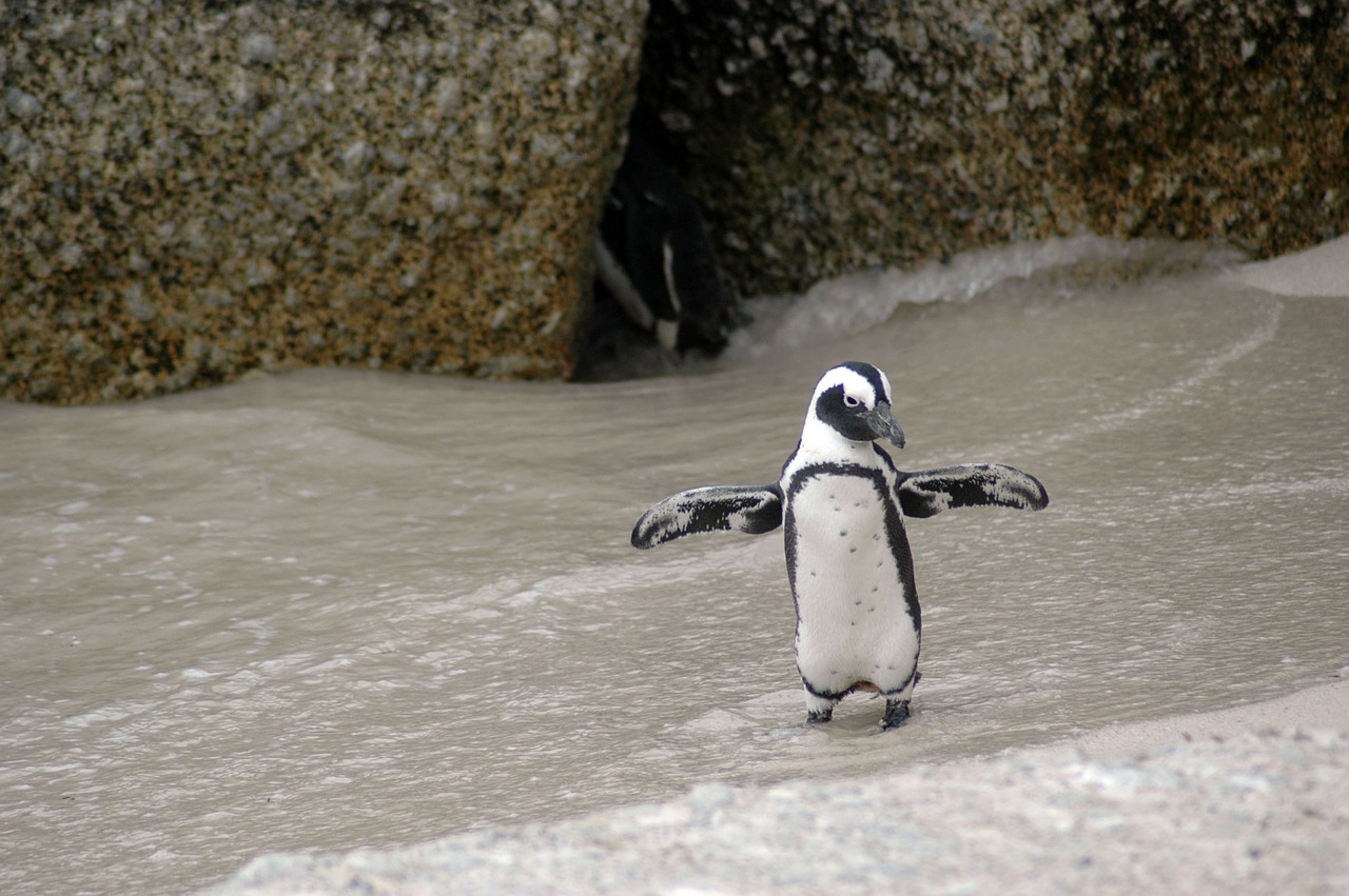 El plástico y cambio climático; las principales amenazas para los pingüinos