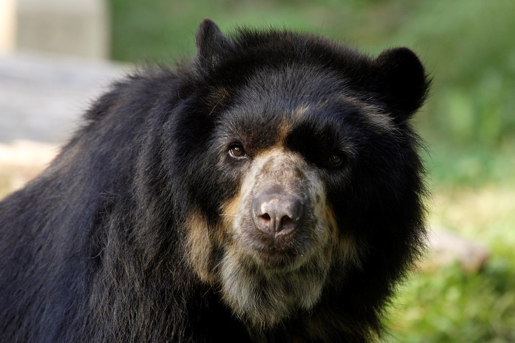 La presencia de Oso de Anteojos en Ecuador, detona programas para su conservación