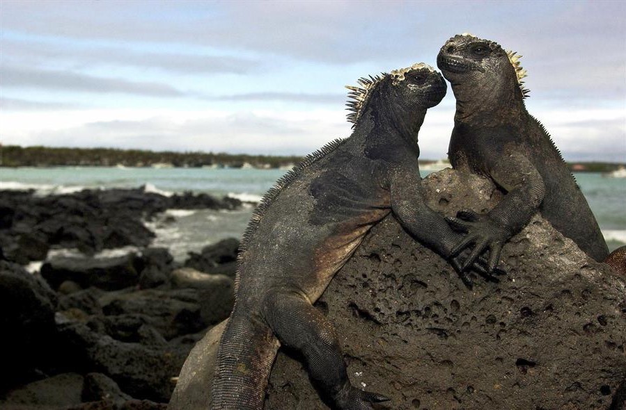 La iguana terrestre vuelve a su hábitat en Galápagos luego de 185 años