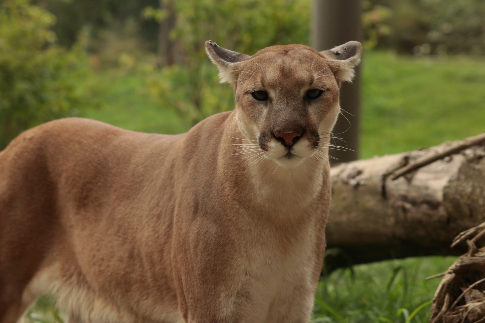 Preservar al puma andino; la misión de Perú