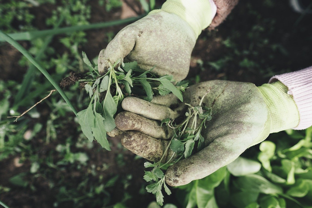 Durante el confinamiento, un camarógrafo descubre su vocación de agricultor