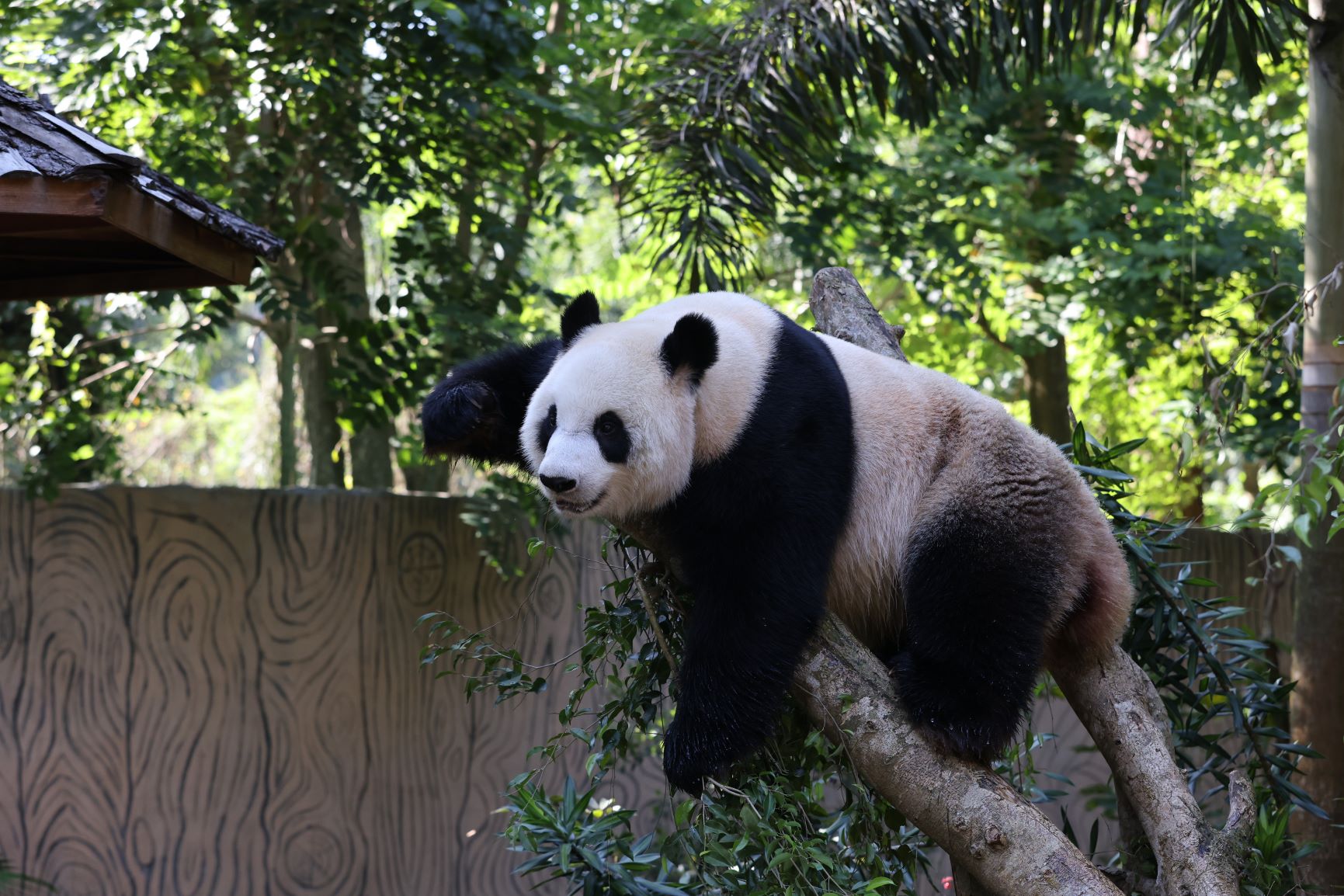 Una cámara capta cómo los pandas marcan territorio para atraer pareja