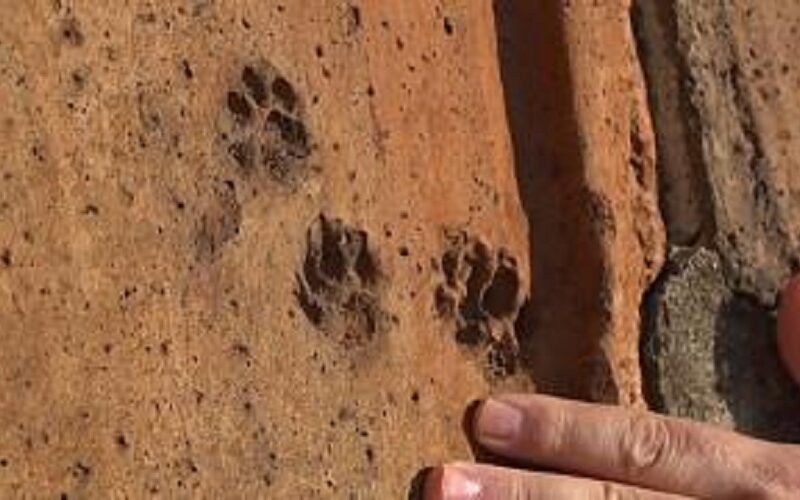 Aparecen huellas de animales que se pasearon por las tejas de la catedral de Florencia