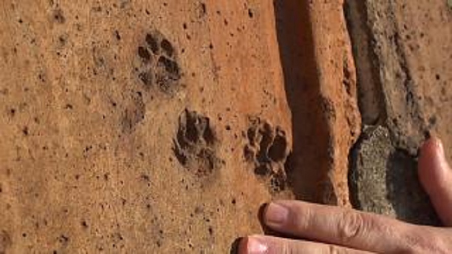 Aparecen huellas de animales que se pasearon por las tejas de la catedral de Florencia