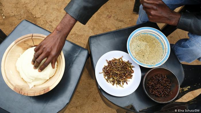 Termitas en el menú: protegiendo los insectos comestibles de Sudáfrica