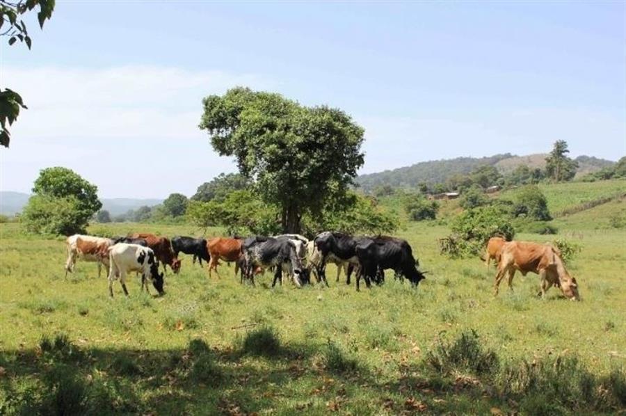 Proteínas permiten rastrear el consumo de leche en la antigüedad en África