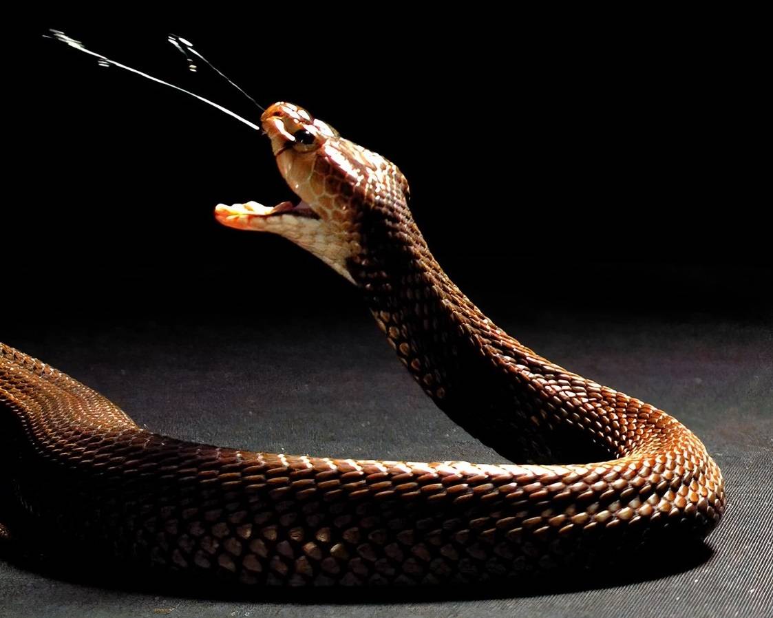 Así evolucionó el veneno de las cobras escupidoras como mecanismo de defensa