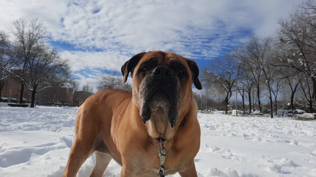 Heladas y animales: consejos para que las mascotas no sufran con el frío extremo