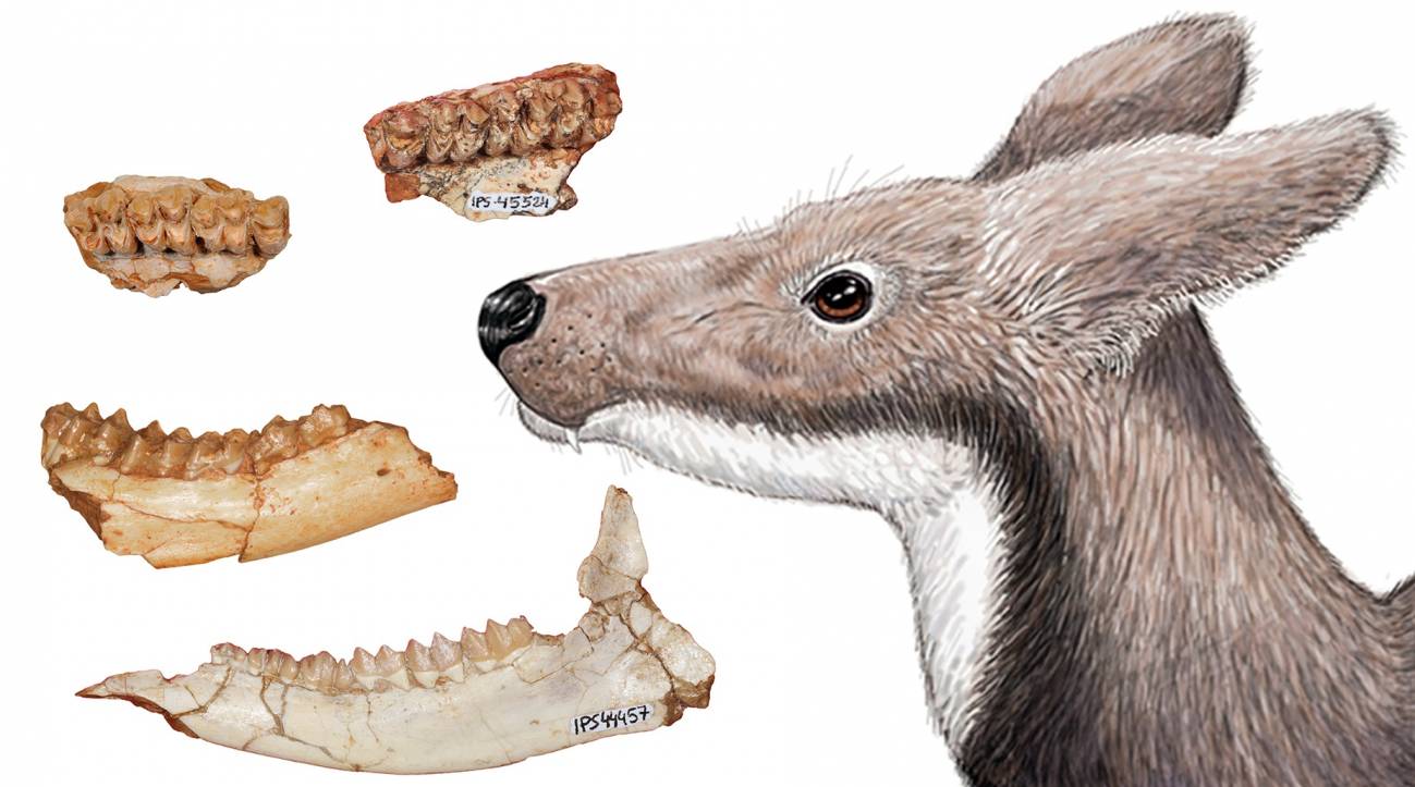 La dieta del ciervo almizclero extinto revela por qué dos grupos de primates del Mioceno no convivieron