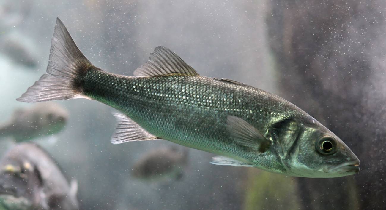 Las olas de calor marinas provocan cambios permanentes en la expresión génica de los peces