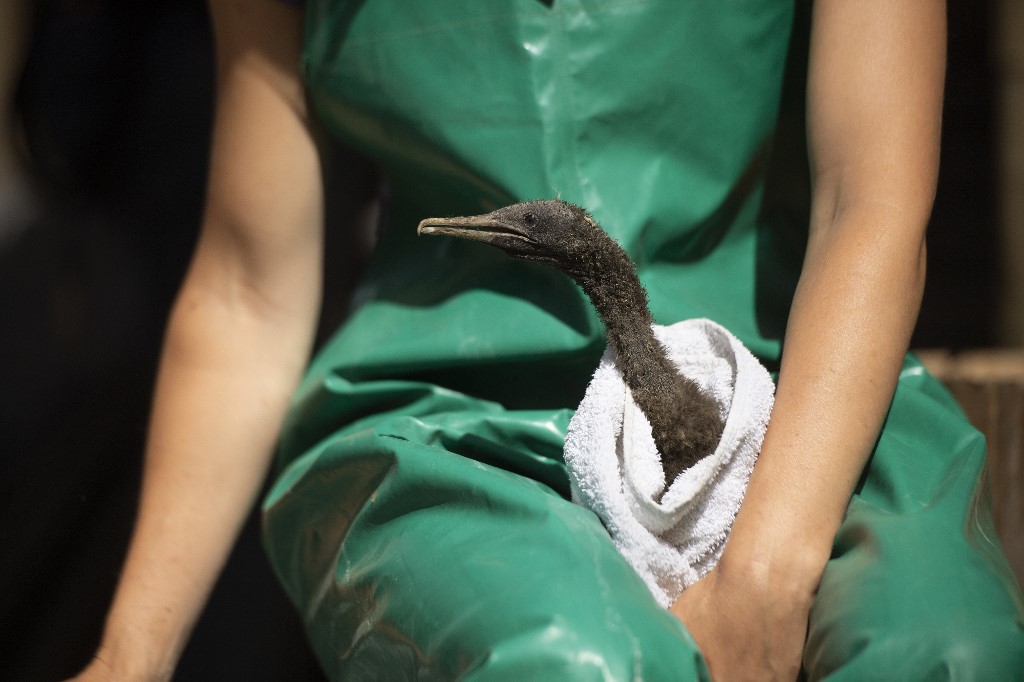 Rescatan en Sudáfrica cientos de pichones de cormorán hambrientos