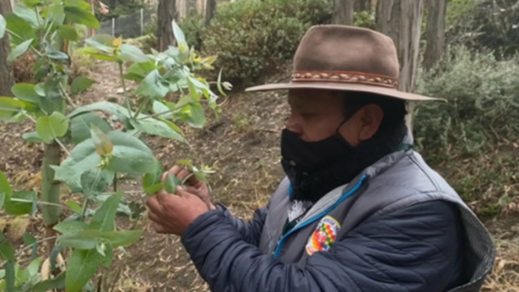 Bolivianos recurren a plantas ancestrales para prevenir el coronavirus