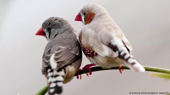 La contaminación acústica deteriora la inteligencia de los pájaros, según estudio