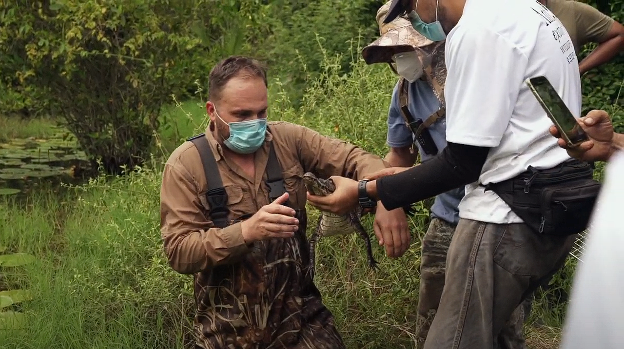 En Guatemala, liberan 304 reptiles en su hábitat natural