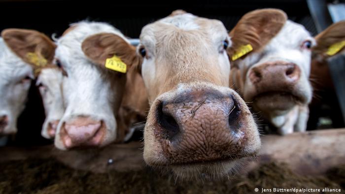 La paradoja de comer carne: matar sin querer hacerlo