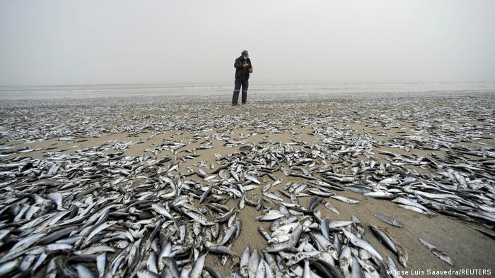 Miles de peces aparecen muertos en una playa del sur de Chile