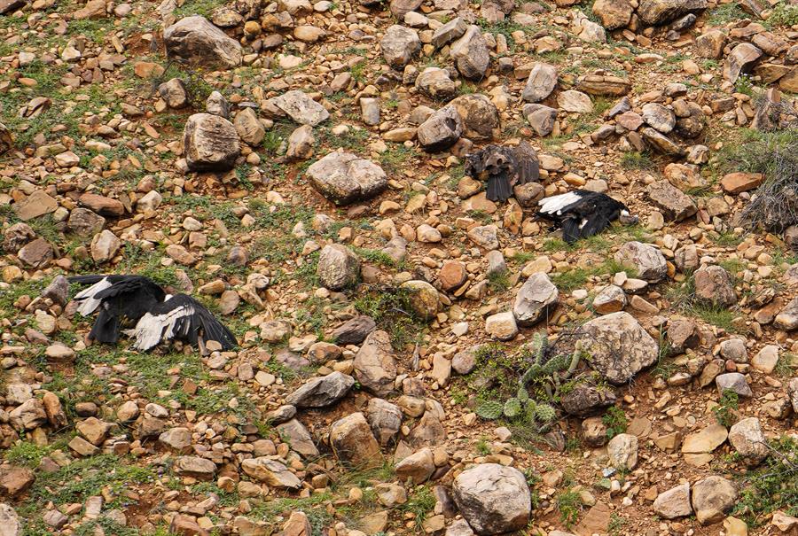 Expertos toman muestras de los más de 30 cóndores hallados muertos en Bolivia