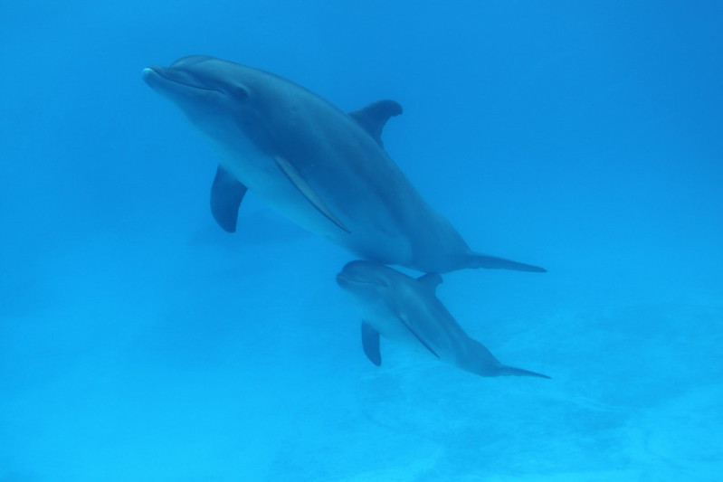 Encuentran más de 100 delfines muertos en un parque nacional de Mozambique