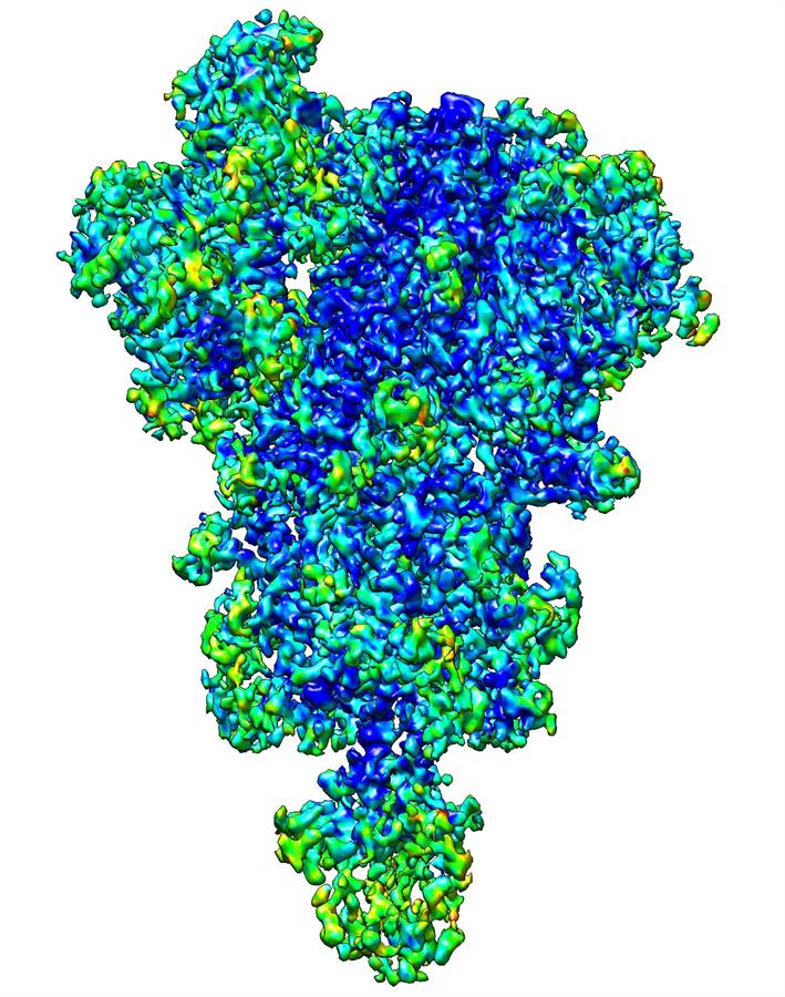 Nuevas técnicas de imagen en 3D mejoran el conocimiento del coronavirus