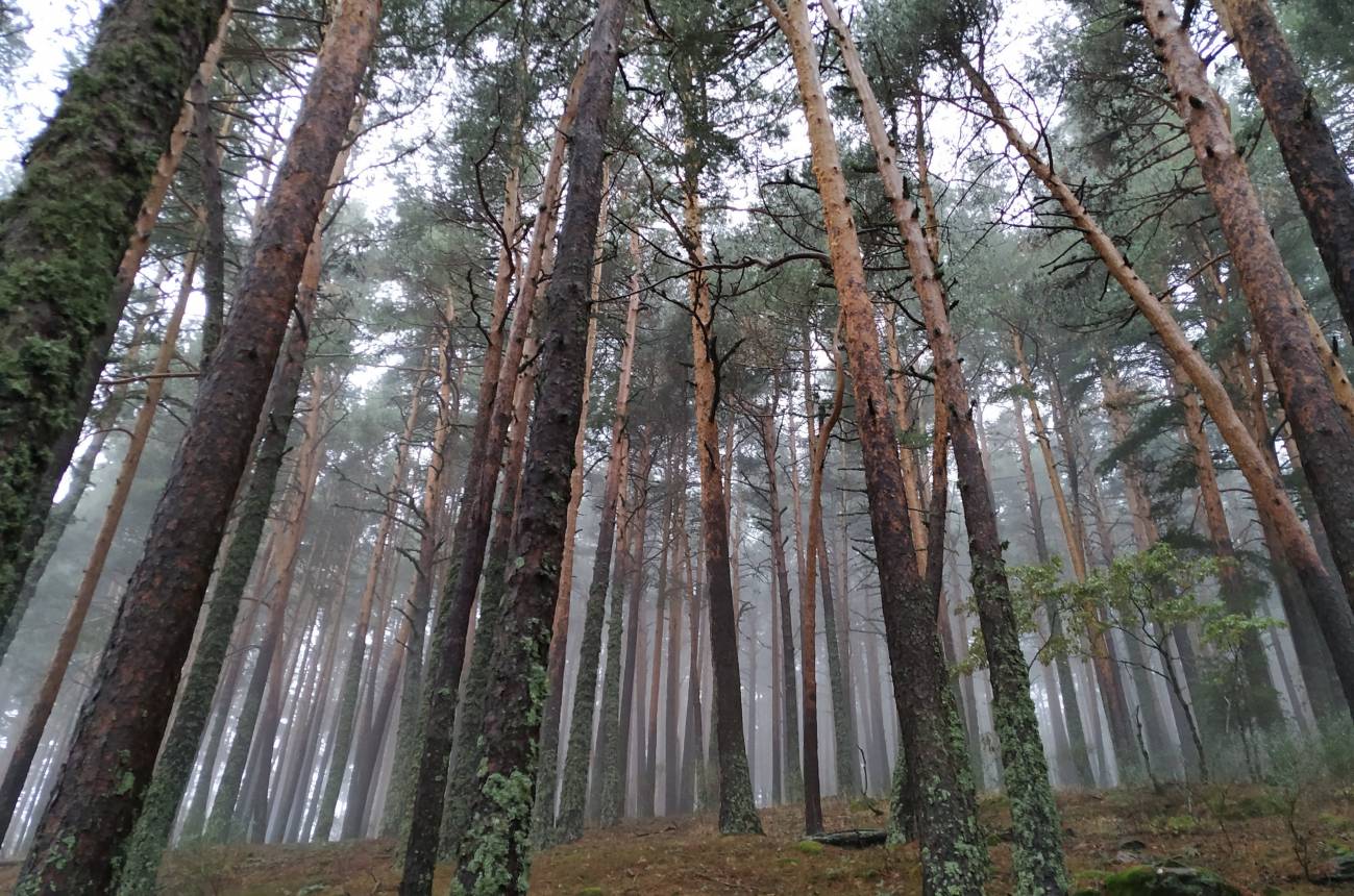 Aumentar la diversidad en los bosques resulta insuficiente ante eventos extremos de sequía